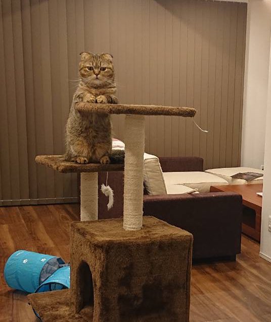 出所：@ponpokopontanu