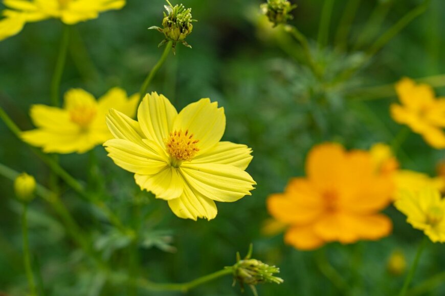 Pojja Pic/shutterstock.com