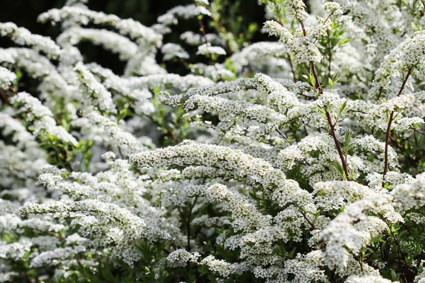 OLAYOLA/Shutterstock.com