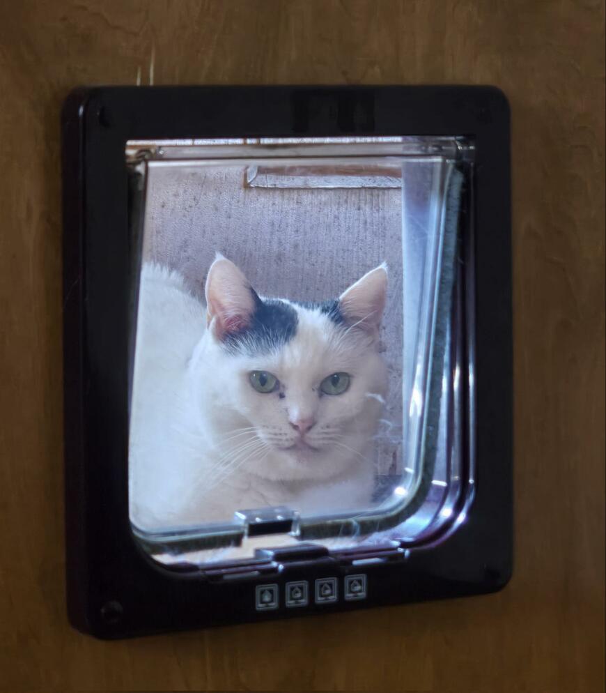 出所：@sironezumi77