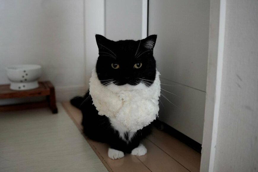 猫さんの「毛が増えた！？」と思わず二度見　〈冬ファッション〉が可愛すぎる猫の写真が話題