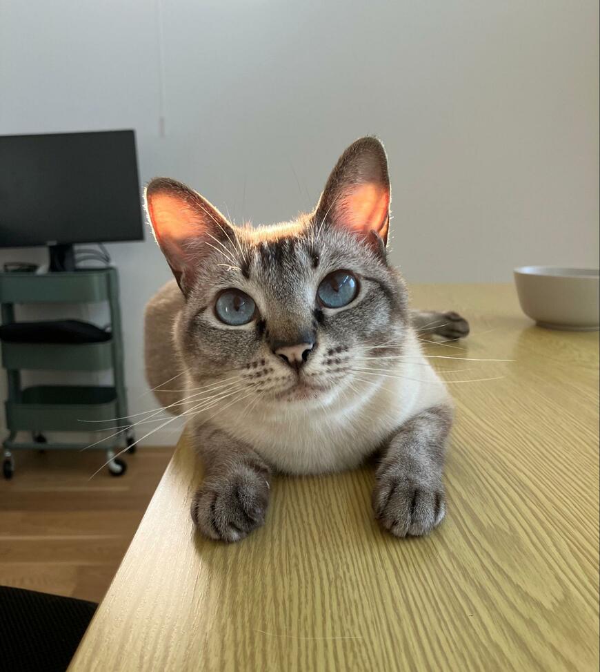 出所：@_roro_cat_