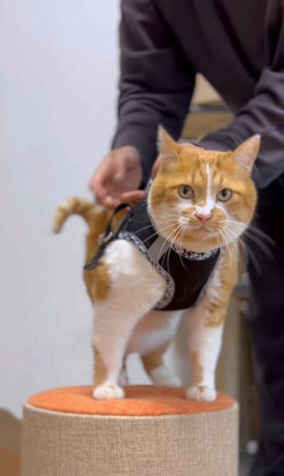 【どっちに見える？】もこもこ帽子の猫ちゃん→別のものにも見えると話題に