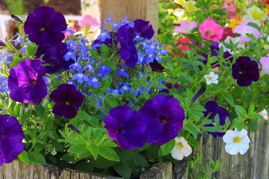 【寄せ植えガーデニング】いま咲き頃の「ペチュニア」隣に植えたい＜名脇役な花＞3選