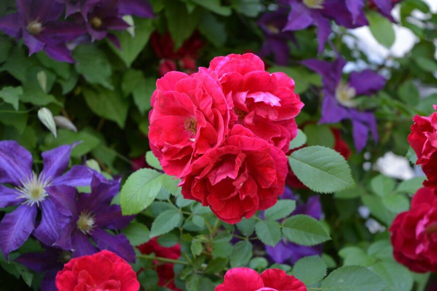 【ガーデニング】華やかな庭を作る！「バラと相性のよい草花」オススメ8選