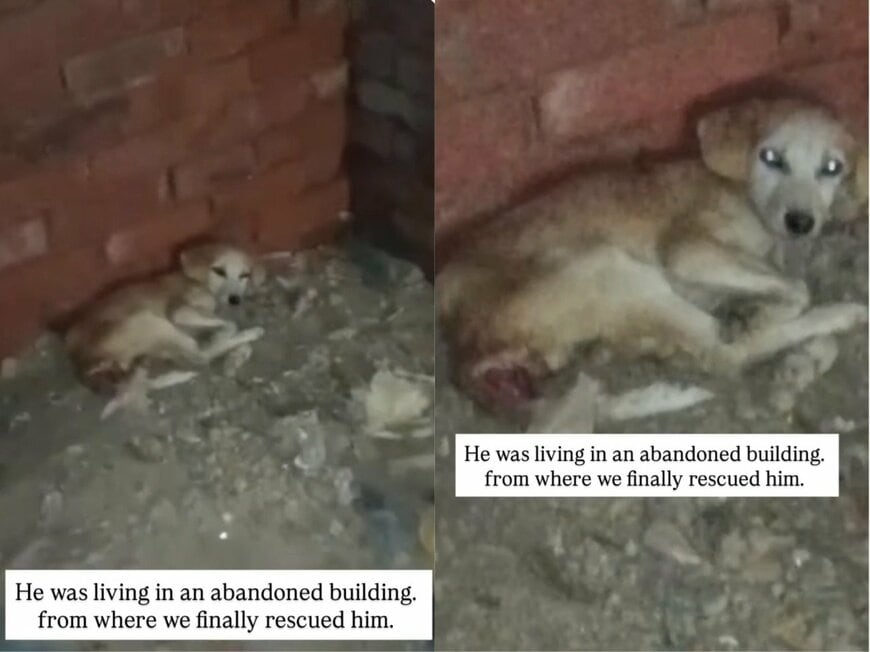 放棄された建物で暮らしていた犬のペスト