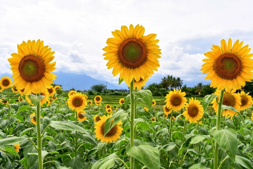 青空とひまわりの花