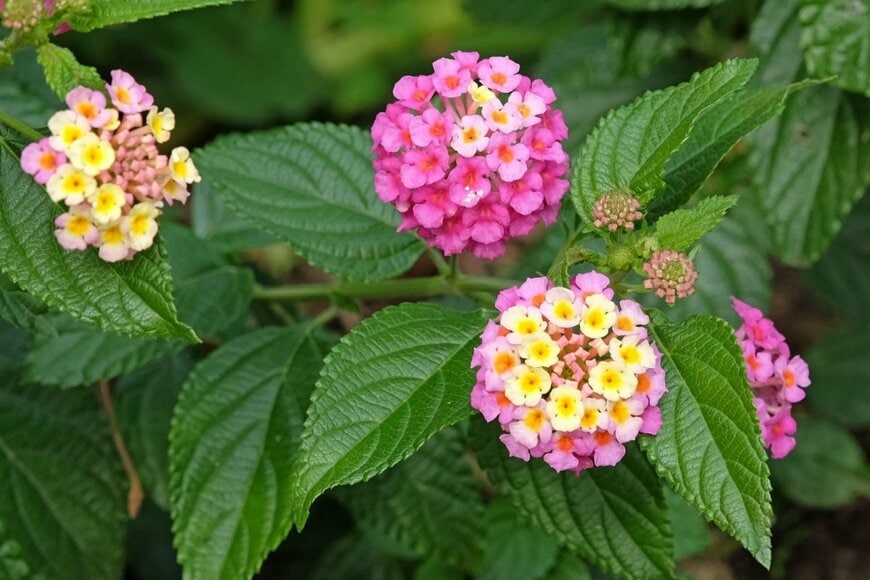 ピンクと黄色の花を咲かせている、ランタナ