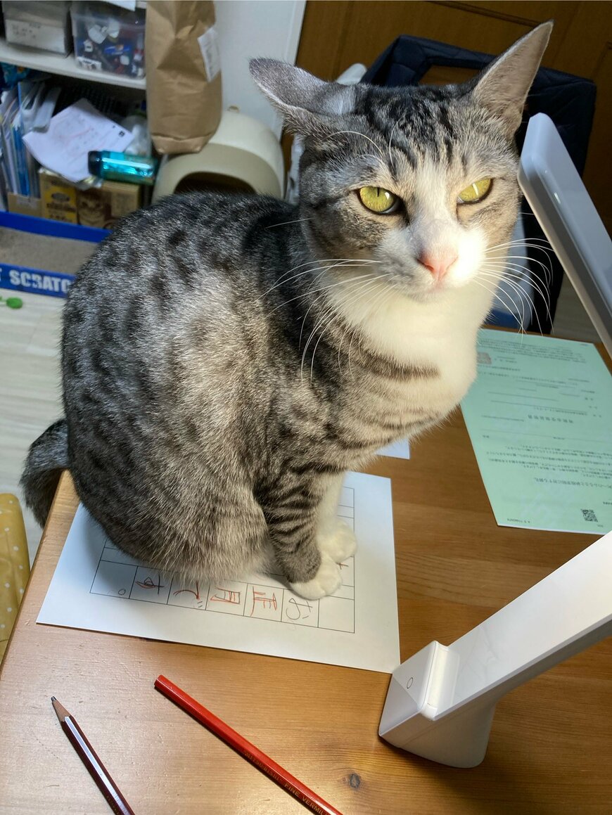 悪い顔している猫