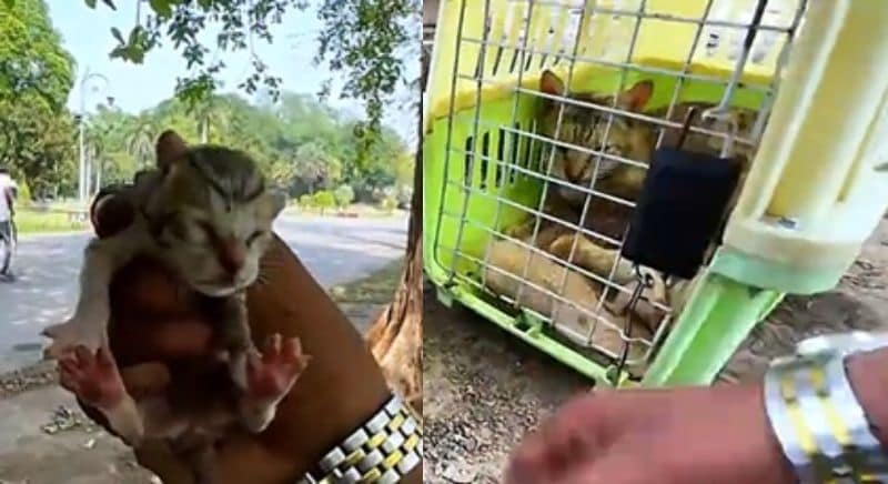 出所：<u><a href="https://www.tiktok.com/@rescue.sweet/video/7511909937115647274" target="_blank">@rescue.sweet</a></u>