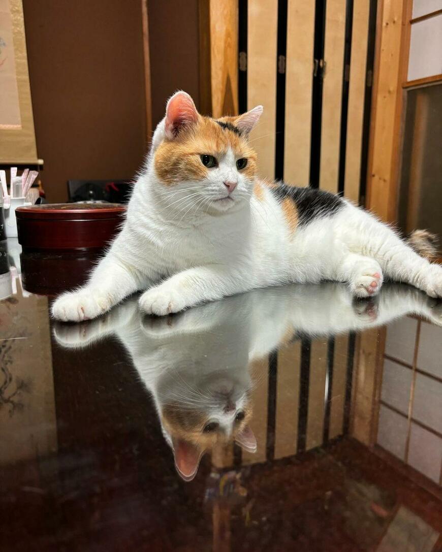 机でくつろぐ猫