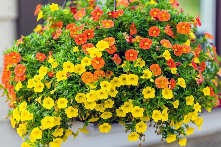 カリブラコアの花。色は黄色とオレンジ。ハンギングバスケットからこぼれるようにこんもりと咲いている