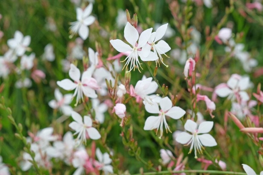 淡いピンクのガウラの花々
