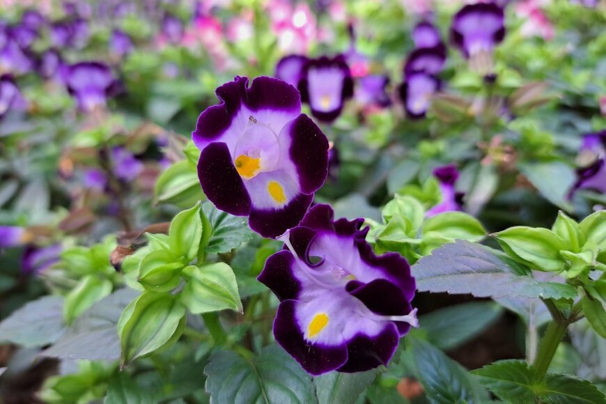 トレニアの花。色は紫。