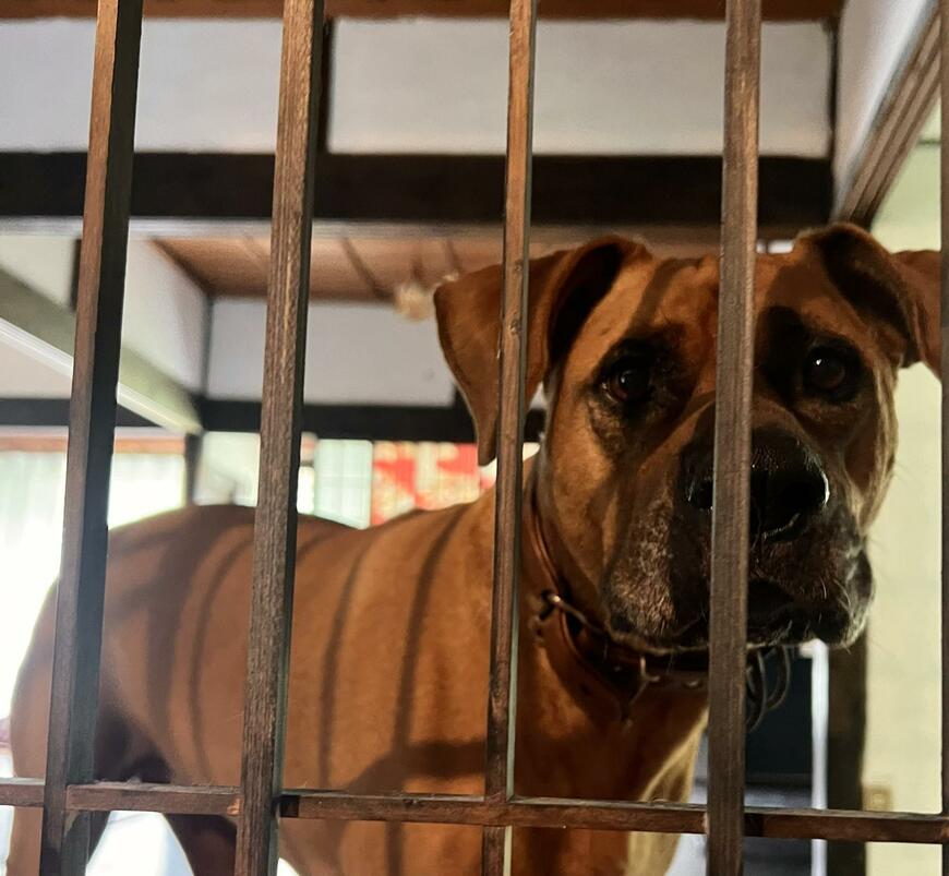 戸のむこうの土佐犬