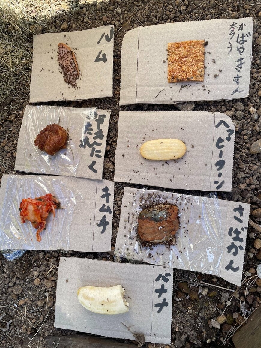 自由研究のために並べられた食材