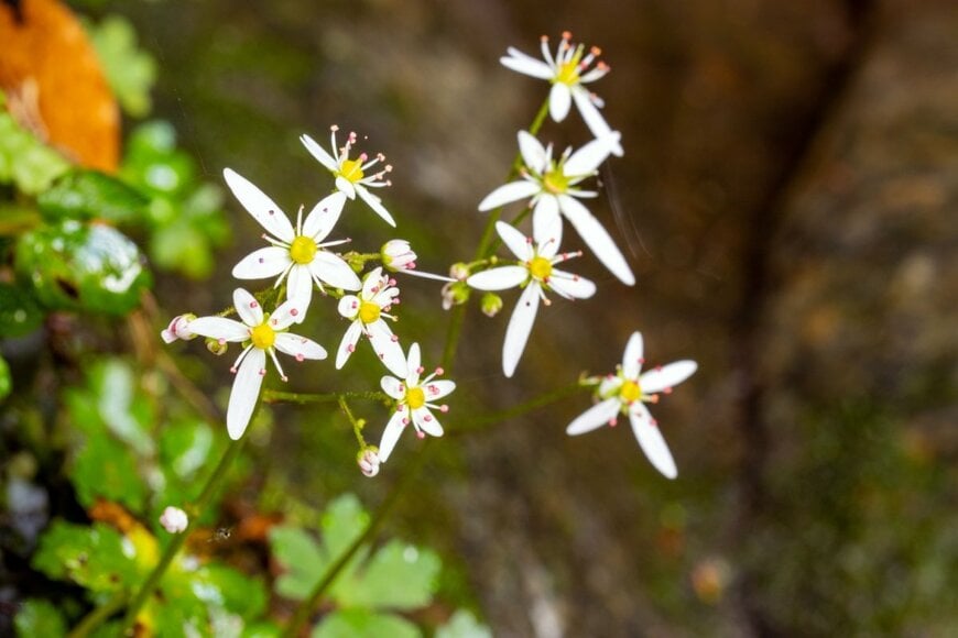 白い花を咲かせている、ダイモンジソウ