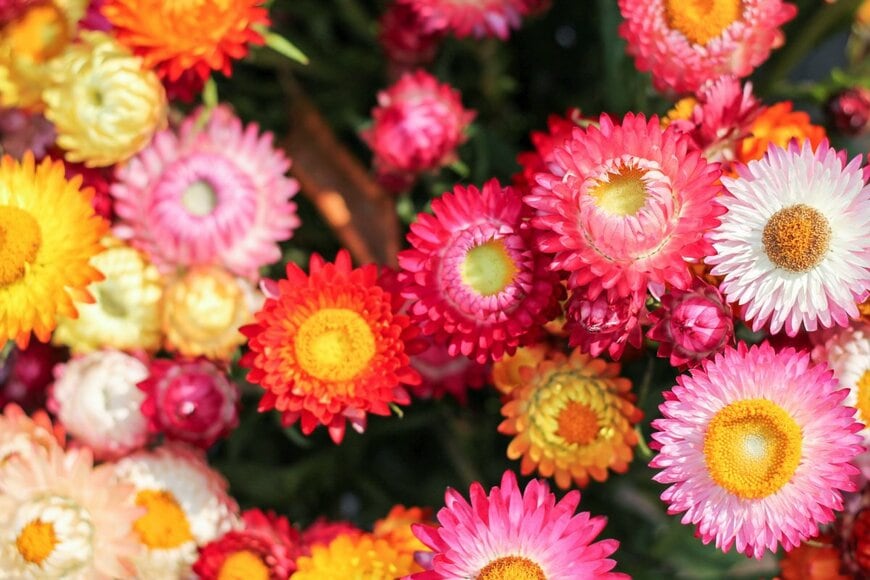 カラフルなヘリクリサムの花が咲いている。キク科の多年草。