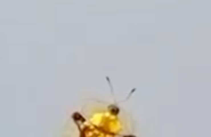 一体、どのような虫？