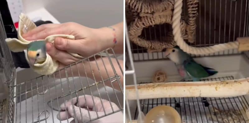元気にお家に帰るコザクラインコ
