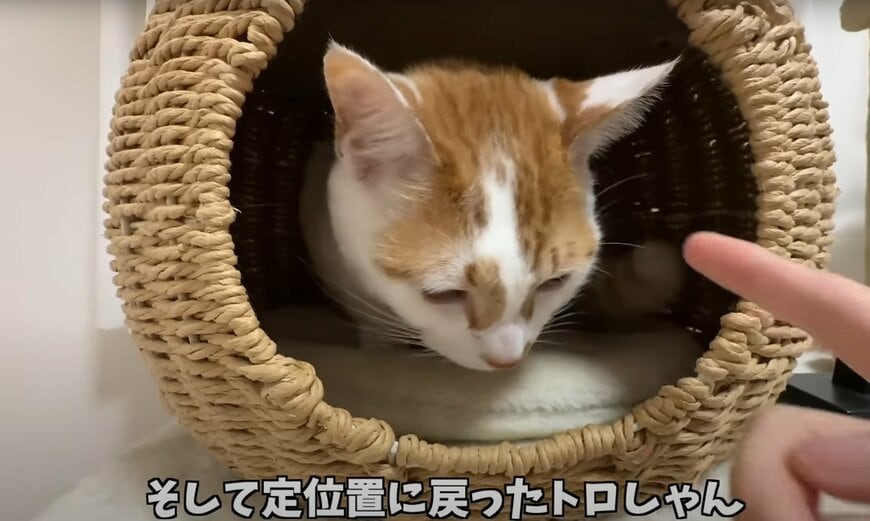 定位置に戻る猫