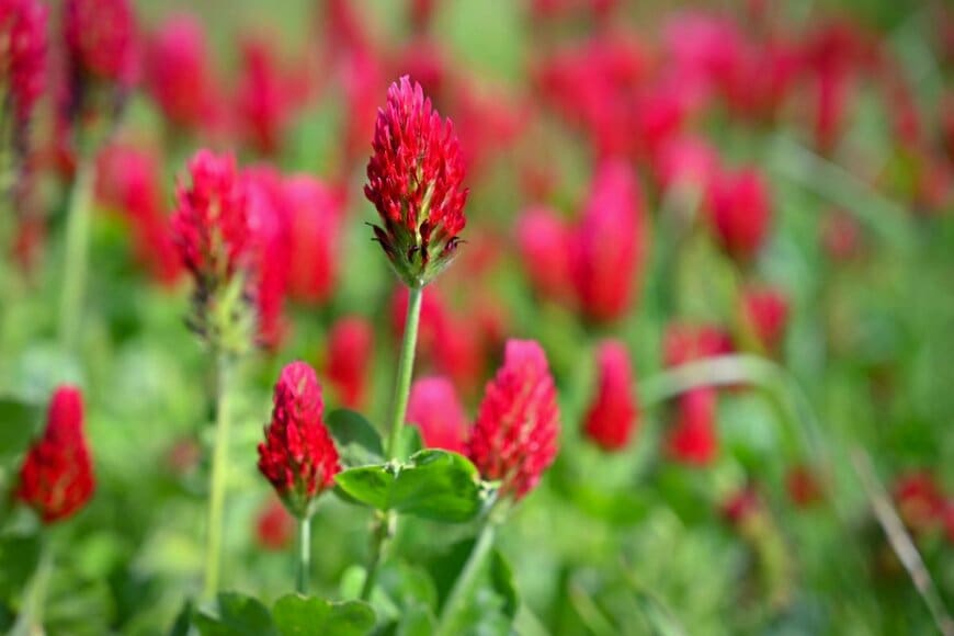 赤いストロベリーキャンドルの花々