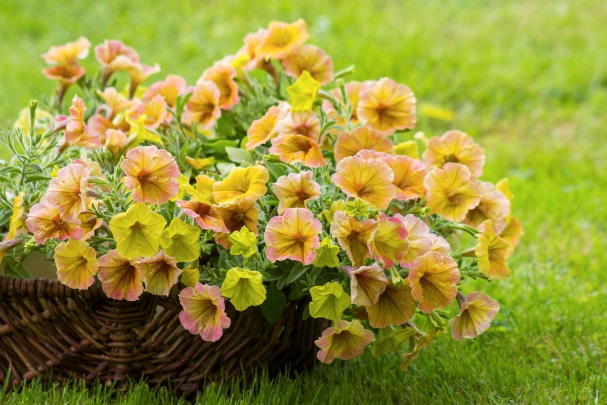 ガーデニング】鉢植えで楽しみたい「ビタミンカラーの春の花・8選