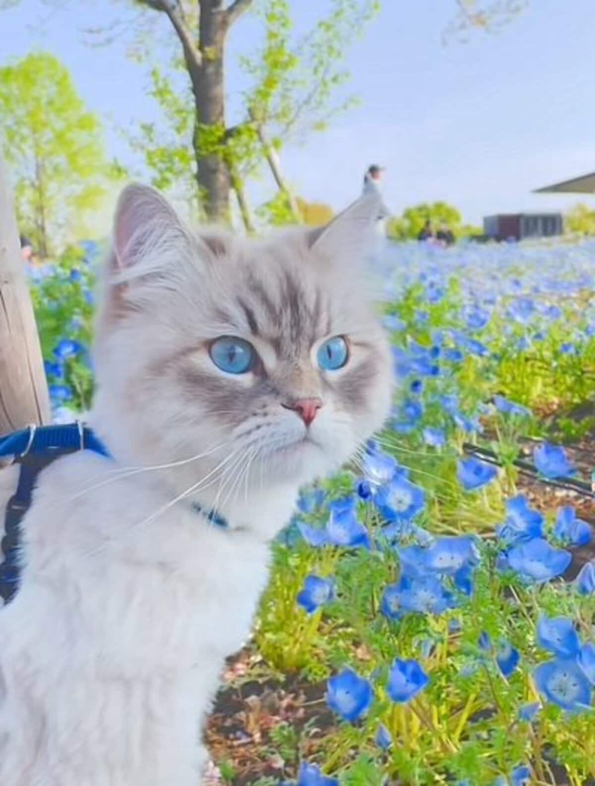 お目々がネモフィラ色！」春の公園を歩く猫ちゃん 青い花と桜に囲まれ
