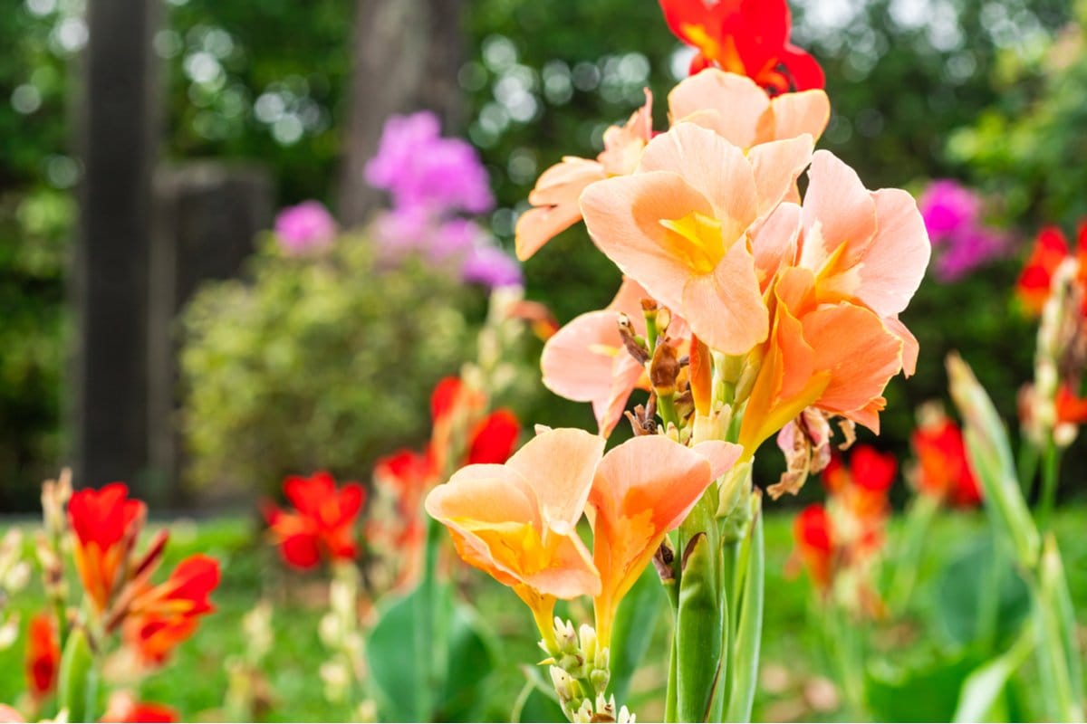 もうすぐ植えどき《春植え球根》初夏〜夏にゴージャスな花が咲く球根植物3選 植え付けタイミングは春！お気に入りのお花を迎えてみませんか ...
