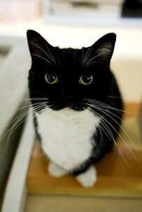 【一番かわいいところは？】4つじゃ足りない？！猫さんのイチオシポイント《4つ！》飼い主さんがご紹介　