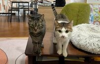 「ご馳走様」2匹の保護猫が見事シンクロ！「仲良し」とほっこりする声