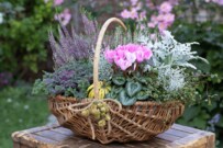 【ガーデニング】ガーデンシクラメンの寄せ植えがお洒落に。一緒に植えたい草花・9選