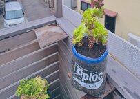 「半年間サラダ代を浮かせてくれた」家庭菜園のレタス　まさかの最終形態に「アイデアすごい」「やってみたい！」