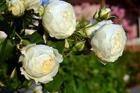 いい香りの花が咲くバラ《6種類の香り＆代表品種》王道やティー系など栽培歴30年ガーデナーが解説