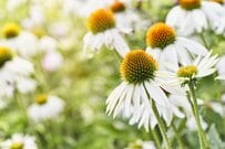 【お金をかけない庭づくり】少しの植物で「ずっと花咲くホワイトガーデン」花期の長い多年草10選