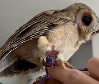 ふわふわ羽毛のお尻がかわいいフクロウさん、もふもふしたい飼い主さんとの攻防が微笑ましいと話題！