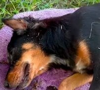 毒性のあるものを口にした犬　命は救われるも自力で立てず「それでもレスキューと共に前を向く」