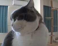 【←横顔　正面顔→】振り向いた猫ちゃんの顔のギャップが面白くて思わず笑ってしまう！