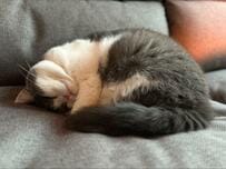 こちらを見上げるモチモチ猫ちゃんの顔をよく見ると→まさかの表情に笑ってしまう