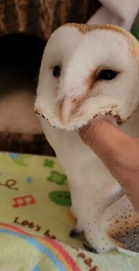 【べっぴんさんなフクロウ】かわいすぎてもはや困る！キュートな姿に飼い主さんもメロメロ