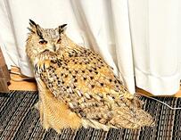 「今日は何だかゴージャスだね…」ペットのフクロウのいつもと違った表情にSNSでは反響続々！