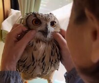 【ばあちゃんと会話するフクロウ】ばあちゃん（だけ）LOVE！大好きなばあちゃんと会話するフクロウが賢すぎる！