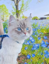 「お目々がネモフィラ色！」春の公園を歩く猫ちゃん　青い花と桜に囲まれた姿が「輝きすぎ」と話題