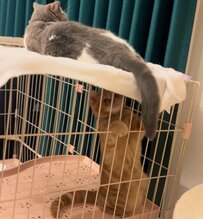 姉猫の尻尾を猫じゃらしにして遊ぶ妹猫　仲良し姉妹猫の日常がSNSで話題に