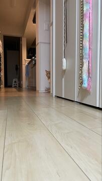 「その子が1番なの？」同居猫ちゃんに対して嫉妬顔…？コッソリ見つめる姿が話題