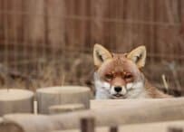 【東武動物公園】自分の尻尾をクッションにするかわいすぎるホンドギツネ（埼玉県）