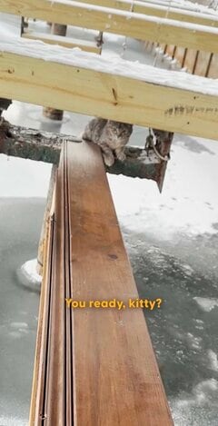 【動物レスキュー】凍った梁の上で動けない猫…懸命な救出劇と新たな家族の元で幸せに暮らす姿に涙