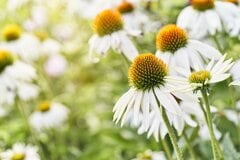 【お金をかけない庭づくり】少しの植物で「ずっと花咲くホワイトガーデン」花期の長い多年草10選