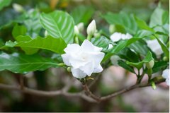 【ガーデニング】玄関をオシャレに飾る「花がキレイな低木」7選