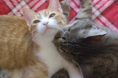 「お兄ちゃん、私幸せ」ウルッと来る保護猫達の戯れに1万バズ